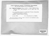 Monilinia fructigena image